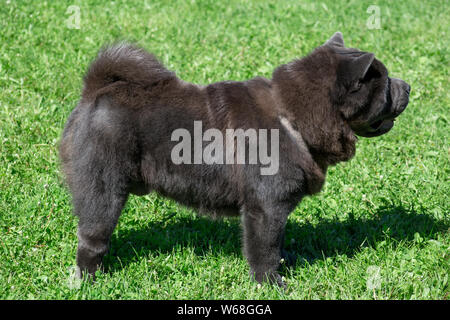 Carino Chow Chow è in piedi su un prato verde. Gli animali da compagnia. Cane di razza. Foto Stock