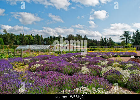 GORDON CASTLE GARDENS FOCHABERS MORAY Scozia il vasto giardino murato serre CAFE edificio e aiuole di lavanda Foto Stock