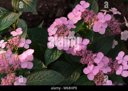 Hydrangea serrata Intermedia pink a corymb. А specie di pianta flowering in famiglia Hydrangeaceae, nativo di Corea e Giappone. Foto Stock