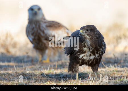 Comune poiana (Buteo buteo), l'avanzamento sul terreno e un aquilone rosso in background. Spagna Foto Stock