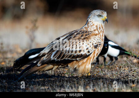 Comet (Milvus milvus) alimentazione sul terreno tra i Magpies. Spagna Foto Stock