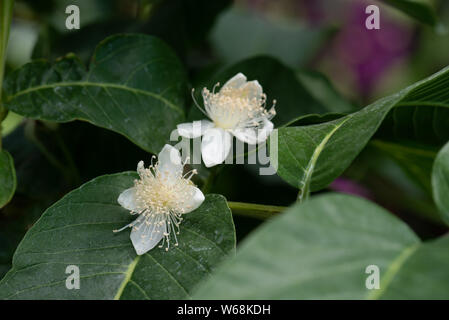 Guava fiore, Psidium guajava Foto Stock