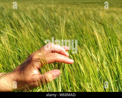 Spikelets verde di orzo in una mano mans, la raccolta, la coltivazione dei cereali in un Agriturismo Agricoltura Foto Stock