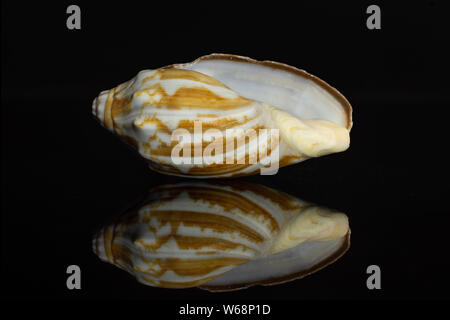 Un intero mollusco guscio vuoto isolato sul vetro nero Foto Stock