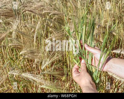 Big Man mano mais in campo. Verde giovane di frumento o orzo calli che cresce in un campo Foto Stock