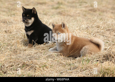 Due cuccioli di Shiba Inu insieme in natura Foto Stock