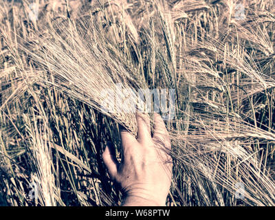 Spikelets di giallo verde orzo nelle mani in estate nel campo Foto Stock