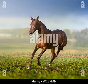 Brown giovani Akhal-Teke mare corre sul campo Foto Stock