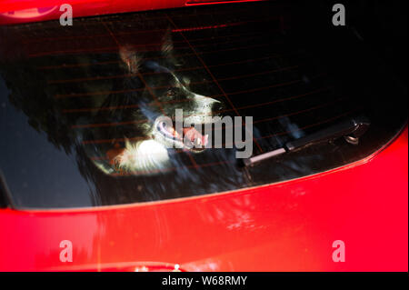 Cane affiora il suo muso fuori la finestra auto. Bianco e Nero Border Collie in auto in estate calda. Foto Stock