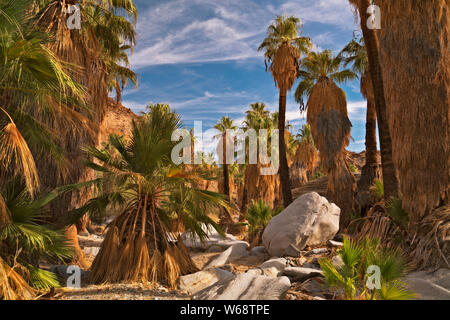 Questa grande boschetto di California fan palms evidenziare la Indian Canyon in Palm Springs, California. Foto Stock
