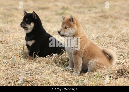 Due cuccioli di Shiba Inu insieme in natura Foto Stock