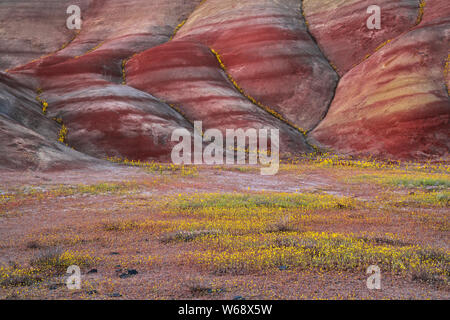 Il crepuscolo civile glow sulla primavera sbocciano i fiori di campo alla base delle colline dipinte in unità Oregon centrale John Day Fossil Beds. Foto Stock