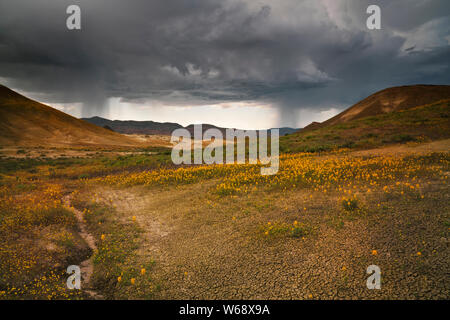 Il crepuscolo civile glow sulla primavera sbocciano i fiori di campo alla base delle colline dipinte in unità Oregon centrale John Day Fossil Beds. Foto Stock