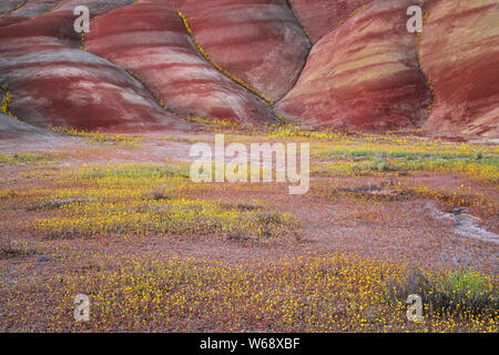 Il crepuscolo civile glow sulla primavera sbocciano i fiori di campo alla base delle colline dipinte in unità Oregon centrale John Day Fossil Beds. Foto Stock