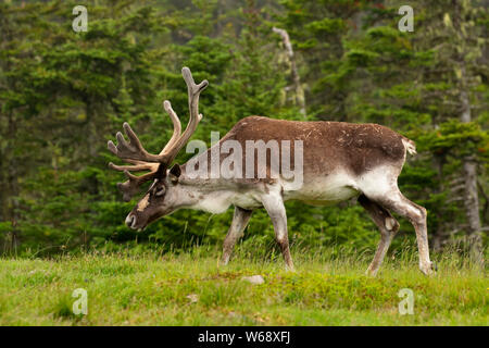 Terreno boscoso dei caribù (prigioniero), Salmonier natura Parco Provinciale, Terranova e Labrador, Canada Foto Stock