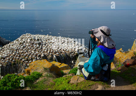 Northern Gannet (Morus bassanus) rookery, Capo St Mary Riserva Ecologica, Terranova e Labrador, Canada Foto Stock