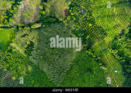 Top down vista aerea della deforestazione rimozione di foresta pluviale per palm piantagioni di olio Foto Stock