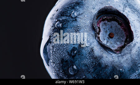 Un mirtillo coperti con gocce d'acqua isolati su sfondo nero. Molto dettagliate riprese macro con copia spazio sulla sinistra. Foto Stock