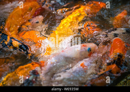 Koi, Carpe Amur, Cyprinus rubrofuscus naturale Pattern di sfondo Foto Stock