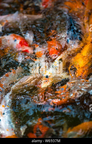 Koi, Carpe Amur, Cyprinus rubrofuscus naturale Pattern di sfondo Foto Stock