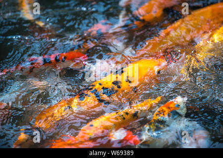 Koi, Carpe Amur, Cyprinus rubrofuscus naturale Pattern di sfondo Foto Stock