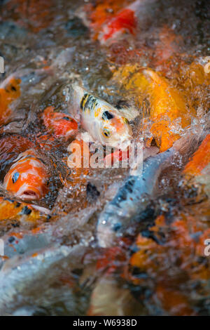 Koi, Carpe Amur, Cyprinus rubrofuscus naturale Pattern di sfondo Foto Stock