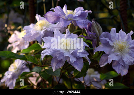 Bella estate fiori in un giardino verticale il giardinaggio. Fiore lilla doppia clematis close-up. Fiore Clematis varietà sfera Azure Foto Stock