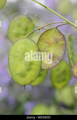Lunaria annua. Seedheads di onestà in via di sviluppo in argentea di dischi in un giardino estivo confine Foto Stock