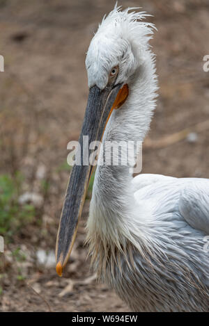 Ritratto verticale di un pellicano, il pellicano dalmata, Pelecanus crispus, è il più imponente membro della famiglia pellicano, e forse il mondo della la Foto Stock