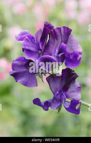 Lathyrus odoratus "Joyce Stanton' Spencer piselli dolci visualizzazione caratteristica blu scuro increspato petali Foto Stock