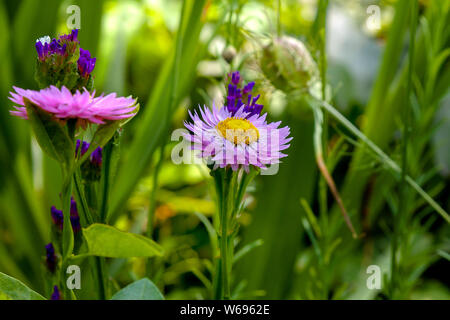 Elicriso e fiori selvatici in giardino Foto Stock