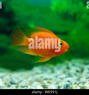 Rosso Sangue Parrot Cichlid in piante di acquario sfondo verde. Funny orange pesci colorati - concetto hobby Foto Stock