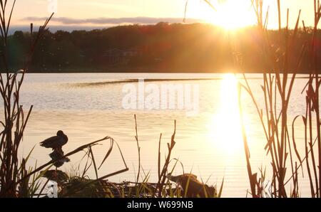 Un anatra si siede sulla roccia come sole che va giù sopra il lago Foto Stock