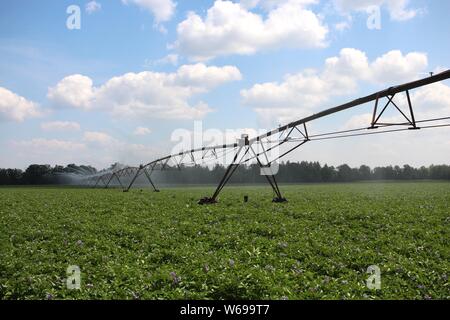 Un campo di patate getting irrigato Foto Stock