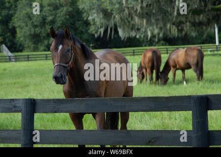 Bellissimi cavalli su un allevamento di cavalli ranch nella Florida Centrale Foto Stock