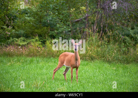 Deer in piedi al centro di un prato verde campo alla fine di luglio in Finlandia occidentale su nuvoloso sera. Foto Stock