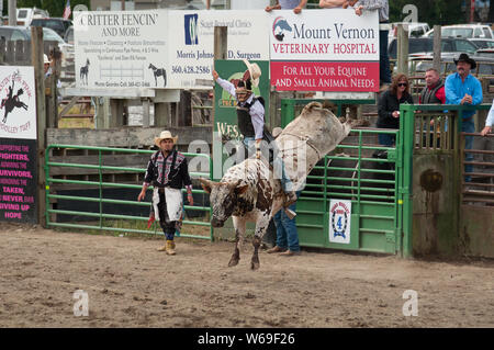 Questo cowboy è toro di equitazione come egli partecipa all'annuale 4 di luglio rodeo. Foto Stock