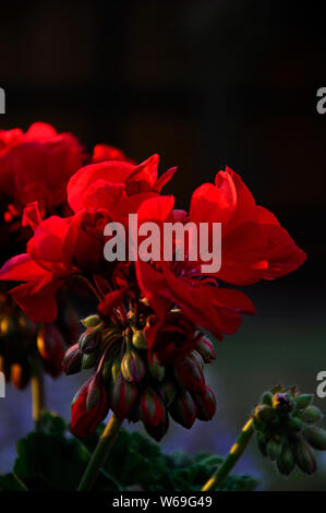 Rosso Geranio fiore all'alba contro un sfondo scurito. L'alba è solo l'inizio per colpire questi splendidi fiori di colore rosso in questa immagine. Foto Stock