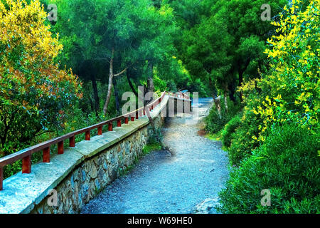Tramonto su un paesaggio di montagna in Marocco. Nella foto - un percorso in una fitta foresta in montagna, il percorso che conduce. Foto Stock