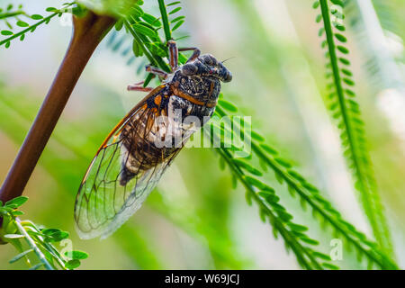 Cicala si siede su un ramo in habitat naturali Foto Stock