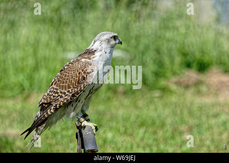 Falco cherrug in falconeria Eulenwelt-Falkenhof- Harz,Güntersberge,Sassonia Anhalt,Germania. Foto Stock