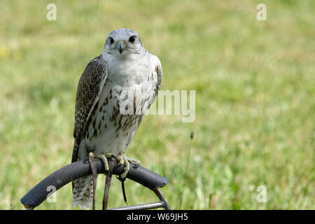 Falco cherrug in falconeria Eulenwelt-Falkenhof- Harz,Güntersberge,Sassonia Anhalt,Germania. Foto Stock