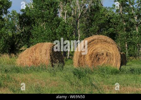 Round balle di fieno in un campo con albero verde in Kansas. Foto Stock