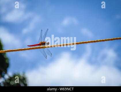 Libellula rossa danza su un giallo corda in plastica contro un cielo blu sullo sfondo. Foto Stock