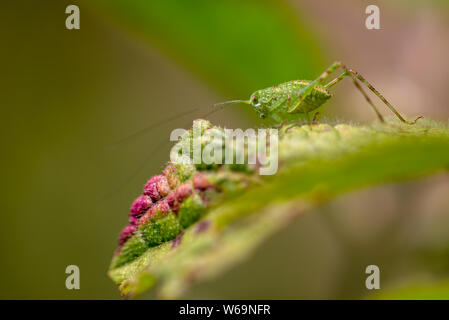 La fotografia macro di un katydid su una foglia. Acquisite a altipiani di moutains andina della Colombia centrale. Foto Stock