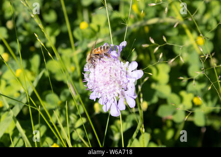 Il miele delle api alimentarsi di un piccolo fiore in estate Foto Stock