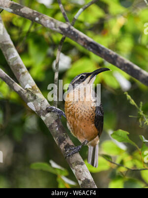 Ritratto verticale di una femmina di Victoria's Riflebird (Ptiloris victoriae) su un pesce persico nella foresta pluviale tropicale, altopiano di Atherton, estremo Nord Queensla Foto Stock