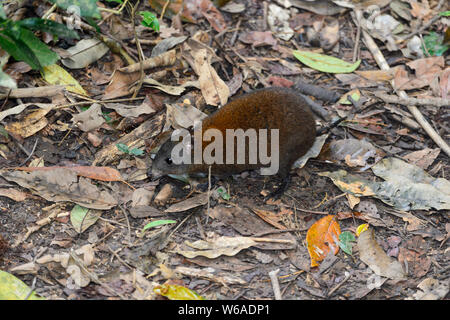 Muschiato-ratto canguro (Hypsiprymnodon moschatus) è un piccolo marsupiale trovati nelle foreste pluviali tropicali del Nord Queensland, altopiano di Atherton, Australia Foto Stock