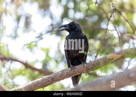 Grandi fatturati Crow appollaiato su un ramo di albero a Pechino, Cina Foto Stock