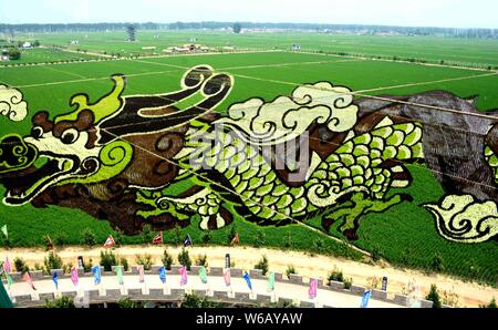 Un 3D di riso paddy pittura chiamato 'Soaring Dragon nel campo " è sul display in risaie in Shenyang City, a nord-est della Cina di provincia di Liaoning, 24 Foto Stock